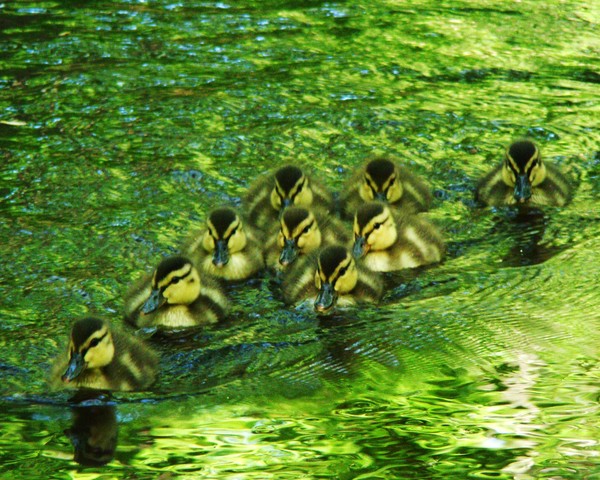 Duckling Swim Team 234 8
