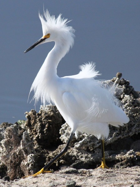 Snowy Egret