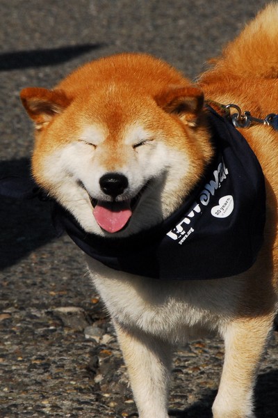 Smiley Shibu - Pawswalk 2011