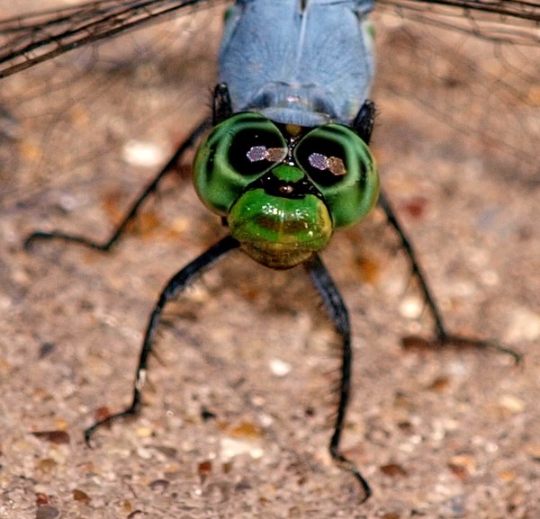 Look Into My Eyes