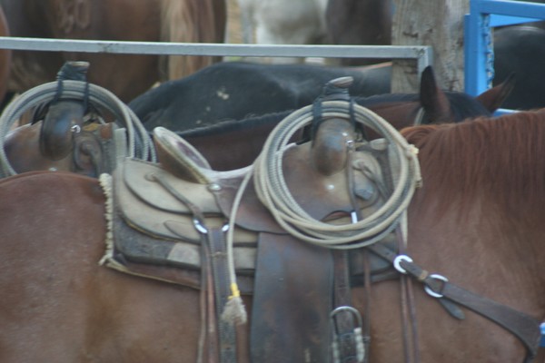 Saddled and waiting