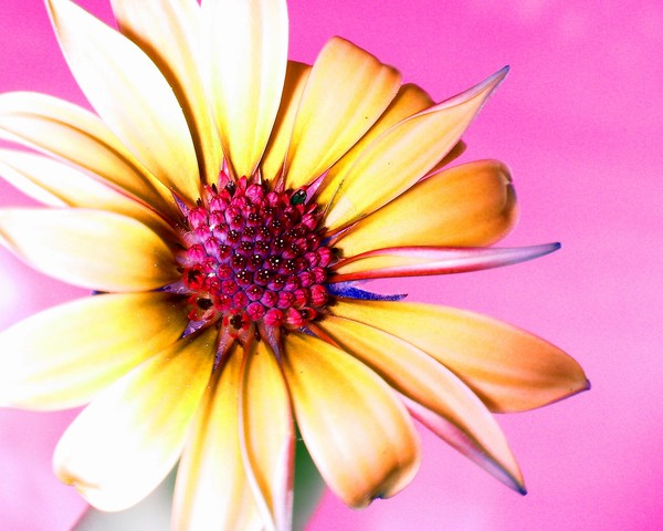 pink!