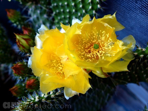 PRICKLY BEAUTY