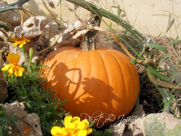 happy pumpkin