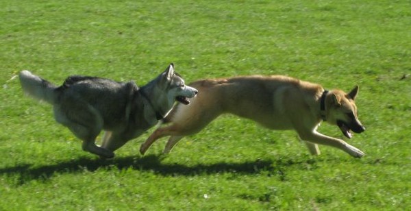 Chase