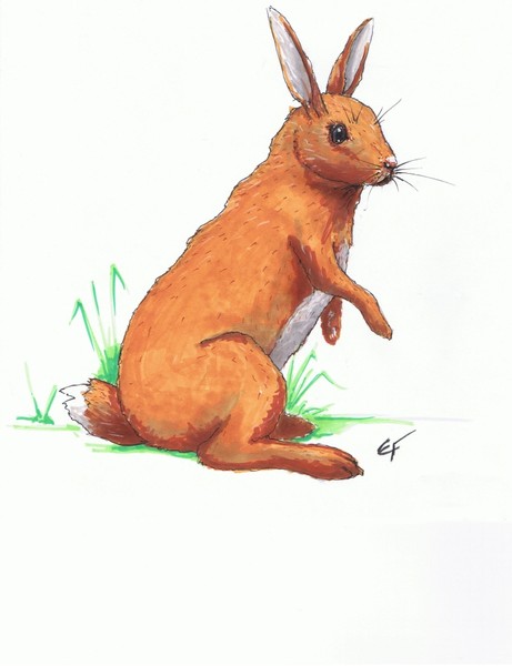 cartoon bunny