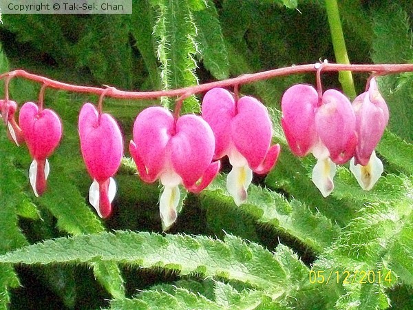 Bleeding-Heart (Dicentra spectabilis)