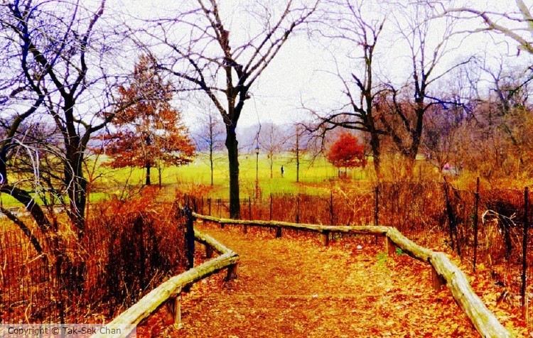 A lonely path, Prospect Park, Brookyn 01-21-2017