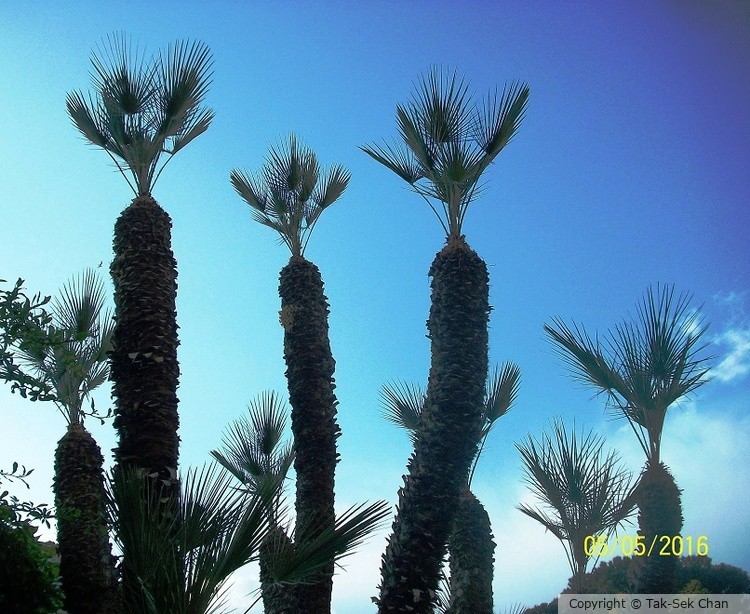 Palm Tree 05-05-2016
