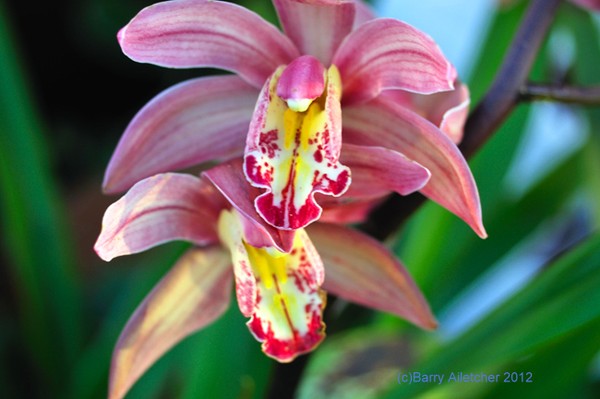 Macro of a flower