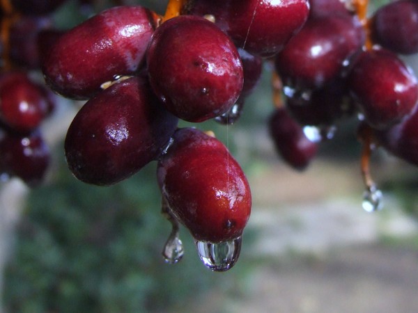 date-palm