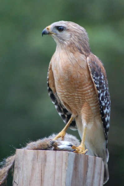 Wild Hawk
