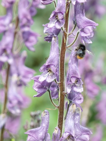 Bee on flower