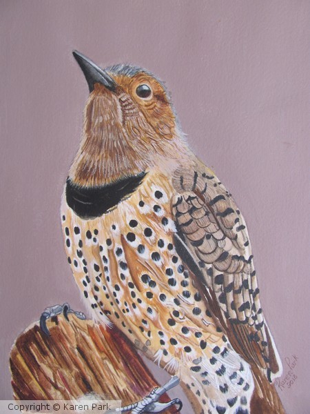 Northern Flicker