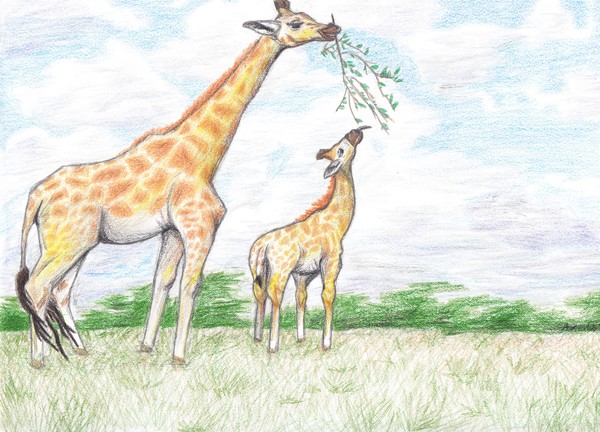 Giraffes