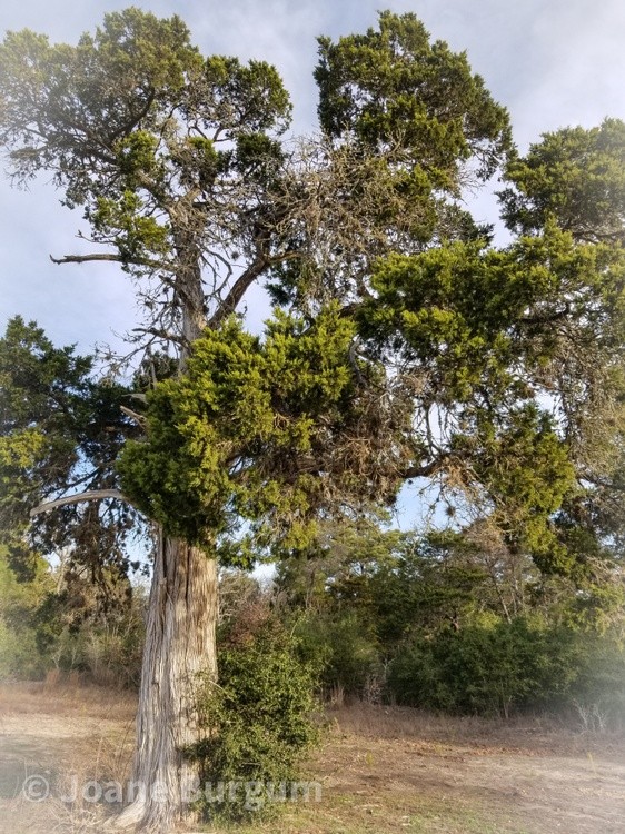 Rustic Juniper