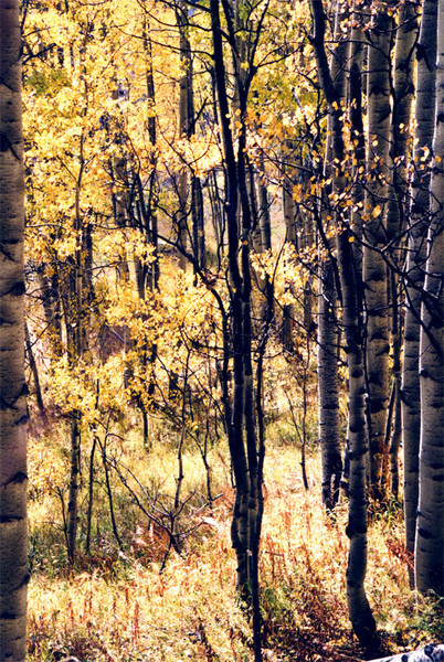 Early Fall