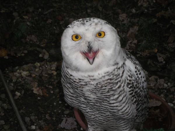 Owls and birds of prey 19