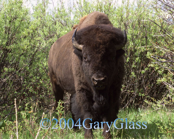 The Smiling Bison