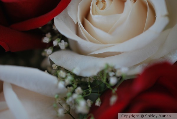 Roses