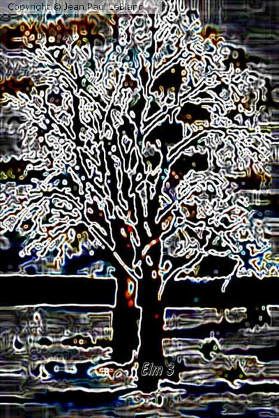 Elm 3