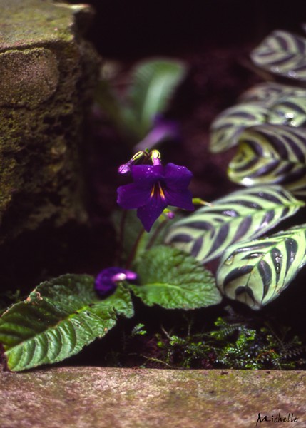 Viola