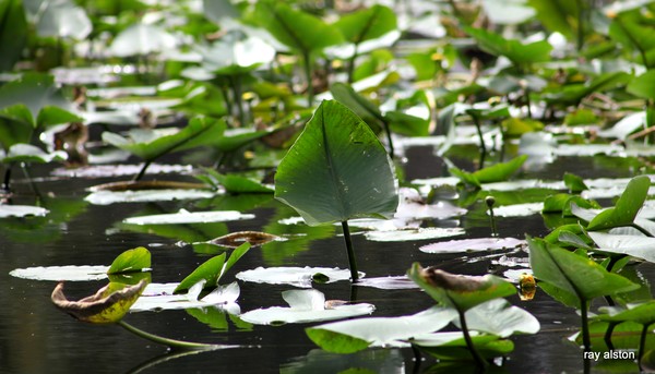water lily 