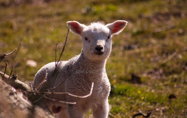 Spring Lamb