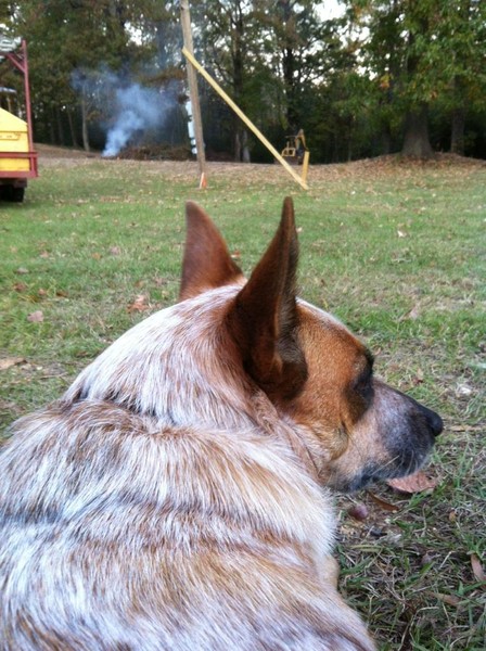 Maple
