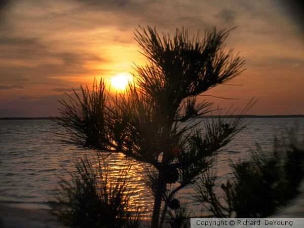 SUNSET PINE