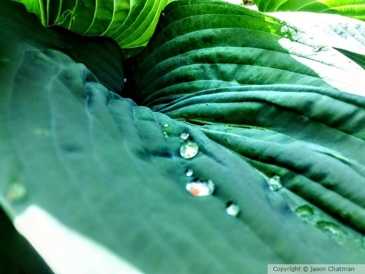 The real green leaf 2