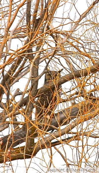 Daddy Great Horned Owl