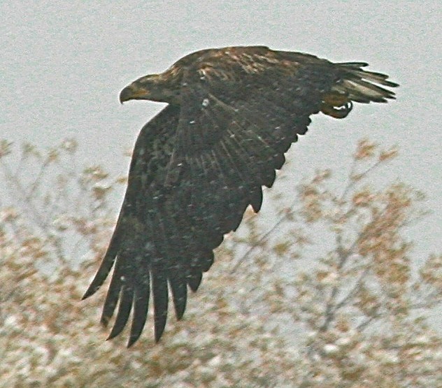 let's fly in the snow 