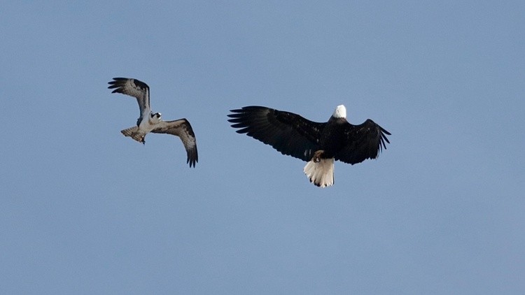 yes, Eagles can ....