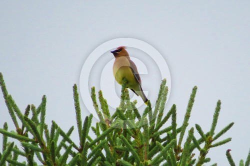Cedar WaxWing bird