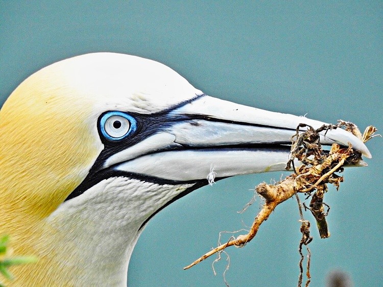 Gannet 