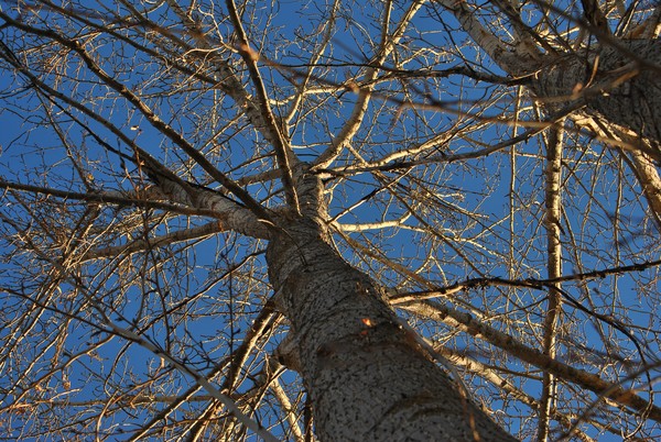 Cottonwood Trees