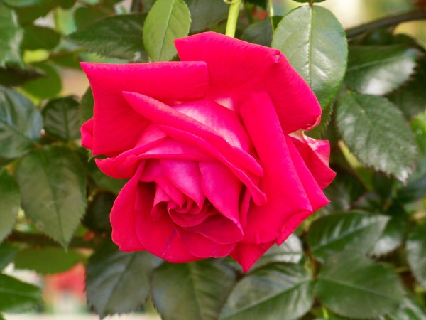 RED ROSE