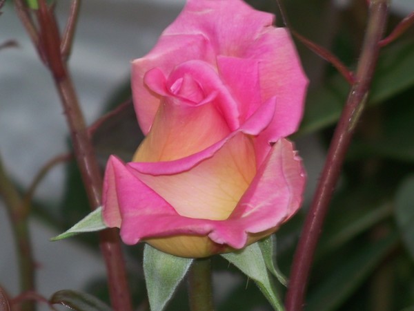 ROSE BUD