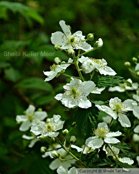 Multiflora Rosa