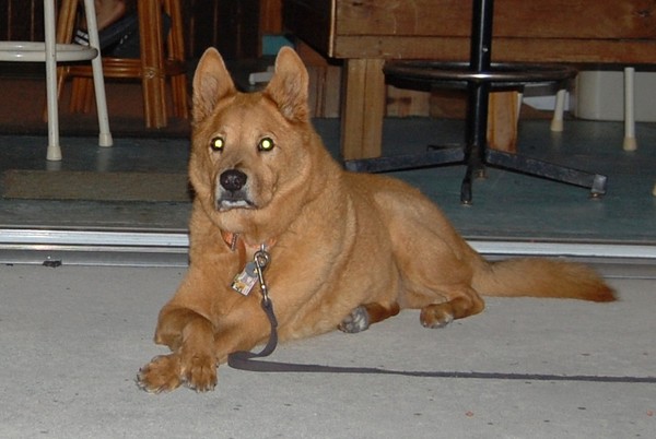 Jake American Dingo on Duty Age 14