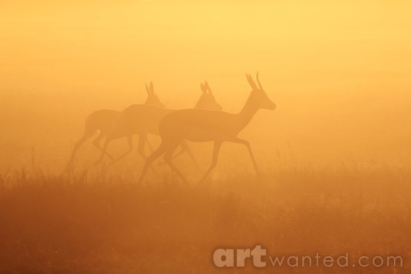 Springbok - African Wildlife - Golden Run