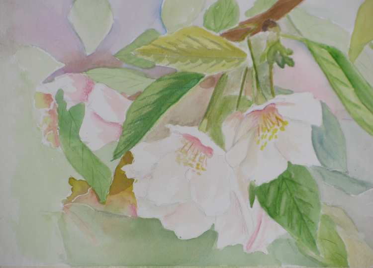 Cherry Blossoms