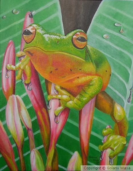 Tropical Frog