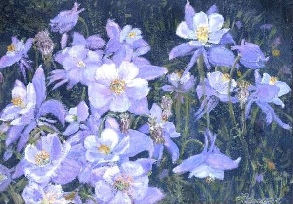 Columbines