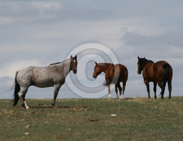 3 Horses