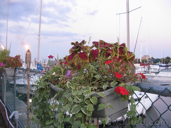 Flowers at Boat Club, Sheepshead Bay, Brooklyn