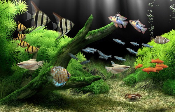 Dream Aquarium