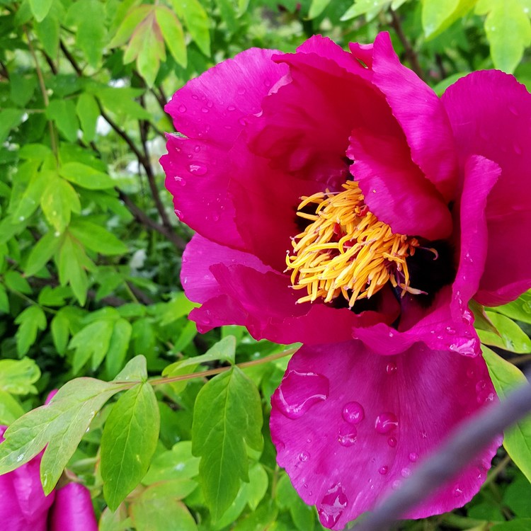 Bright Peony