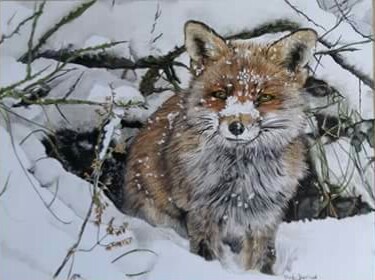 Snow fox